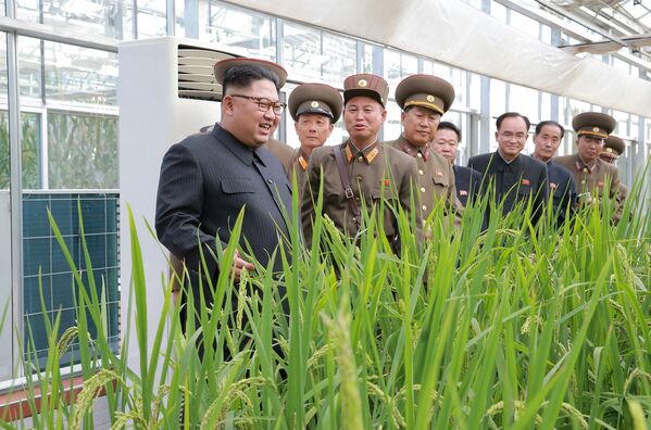 Kim Jong-un visitou a Fazenda Número 1166. - Sputnik Brasil
