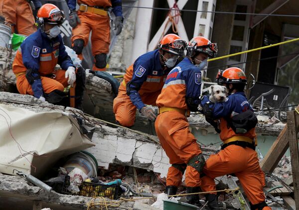Resgatistas japoneses retiram cachorro dos destroços depois do terremoto na Cidade do México - Sputnik Brasil