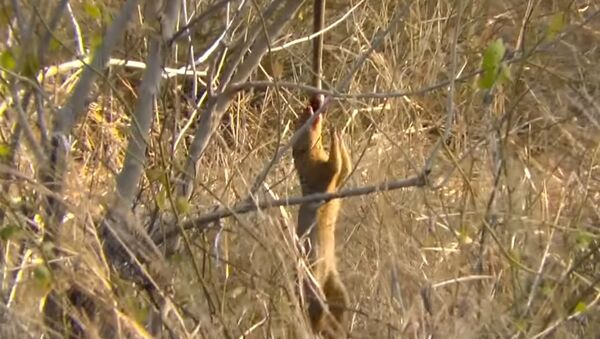 Mongoose Uses Snake as a Swing - Sputnik Brasil
