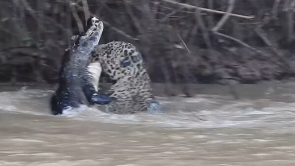 Um combate impressionante entre um jaguar e um aligátor - Sputnik Brasil