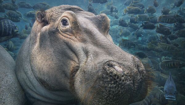 Hipopótamo em água - Sputnik Brasil