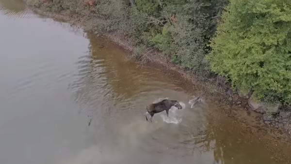 Batalha pela vida: lobo ataca alce em lago canadense - Sputnik Brasil