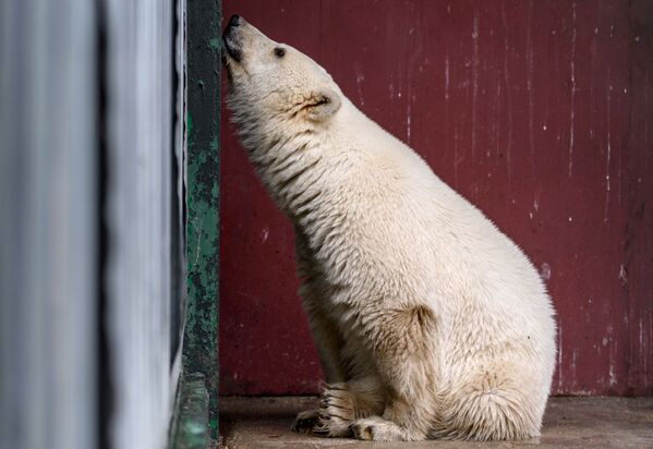 Filhote de urso branco na seção especial para preservação de espécies raras no Jardim Zoológico de Moscou - Sputnik Brasil
