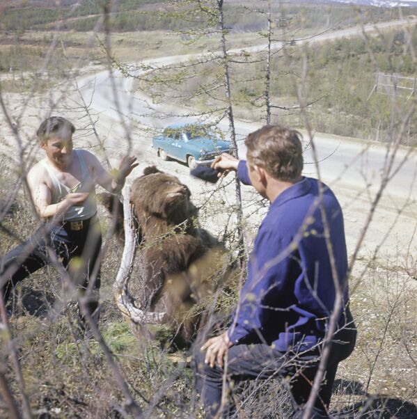 Jovens com um urso marrom que saiu da taiga na Estrada de Kolyma, 1967 - Sputnik Brasil