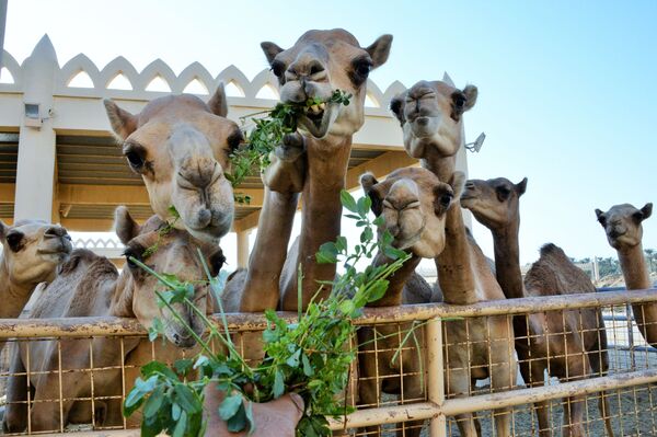 Granja real de camelos no Bahrein - Sputnik Brasil