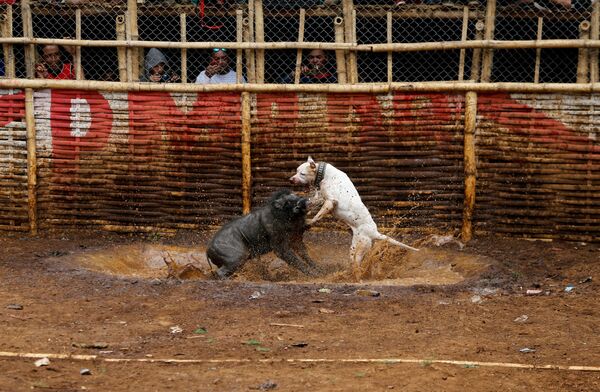 Luta entre cachorro e javali na província de Java Ocidental - Sputnik Brasil