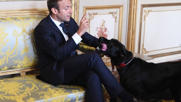 Presidente francês, Emmanuel Macron, com seu cachorro Nemo no Palácio do Eliseu, Paris, 30 de agosto de 2017 - Sputnik Brasil