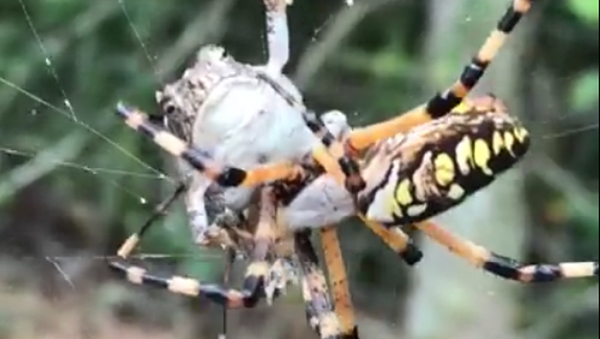 Aranha ataca um sapo preso em sua teia - Sputnik Brasil