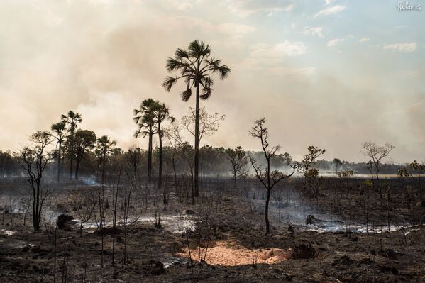 Vegetação destruída pelas chamas no Parque Nacional da Chapada dos Veadeiros - Sputnik Brasil