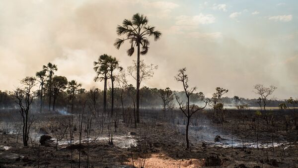 Vegetação destruída pelas chamas no Parque Nacional da Chapada dos Veadeiros - Sputnik Brasil