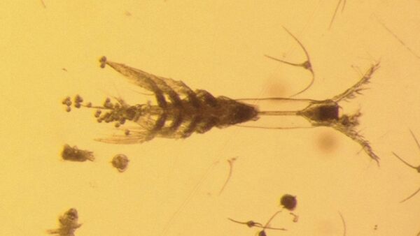 Artrópode Monstrillopsis planifrons, descoberto por cientistas nas águas do Ártico - Sputnik Brasil