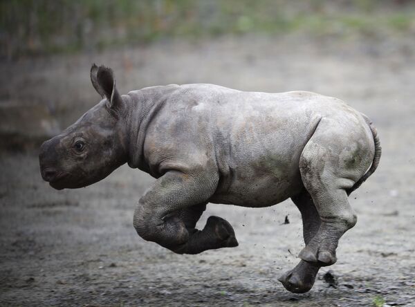 Rinoceronte negro recém-nascido no Jardim Zoológico de Dvur Kralove, República Tcheca - Sputnik Brasil
