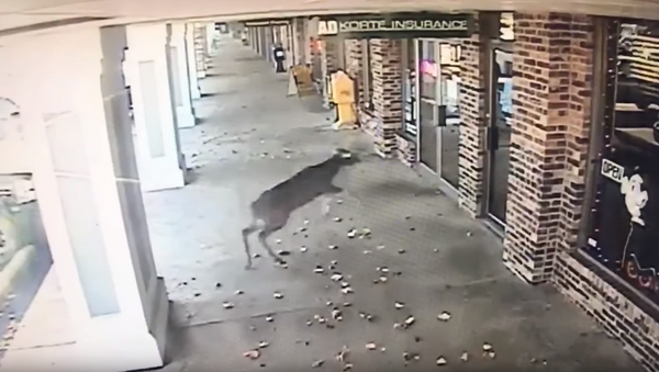 Cervo entra às pressas em barbearia - Sputnik Brasil