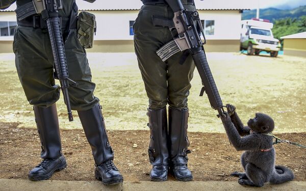 Macaco brinca com fuzil de mulher-policial na Colômbia - Sputnik Brasil