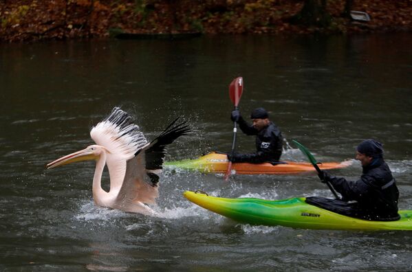 Funcionários do Jardim Zoológico tcheco tentam apanhar um pelicano para mudá-lo para o local preparado para passar o inverno - Sputnik Brasil