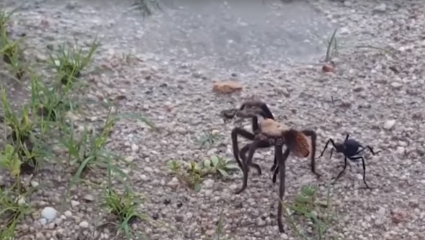 Caça à tarântula: maior vespa do mundo paralisa arranha que possui o dobro do seu tamanho - Sputnik Brasil