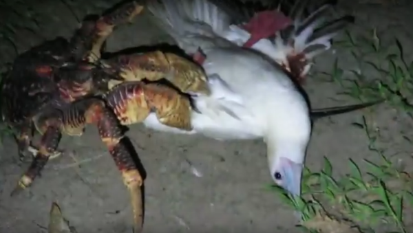 Caranguejo violentamente ataca uma ave marítima - Sputnik Brasil