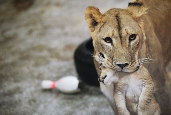 Leoa com leãozinho no Jardim Zoológico de Ekarinburgo - Sputnik Brasil