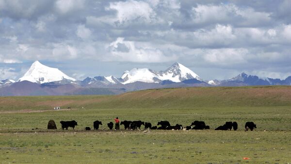 Tibetanos pastando iaques nos campos alpinos de Nagqu, na região autônoma do Tibete, China - Sputnik Brasil