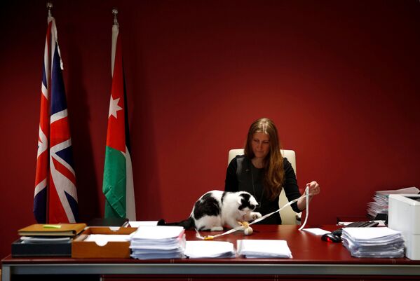 Vice-embaixadora do Reino Unido na Jordânia brinca com Lawrence of Abdoun, o primeiro gato diplomata - Sputnik Brasil